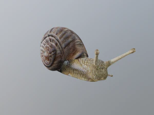 snail 3D Model