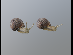 snail Modelo 3D