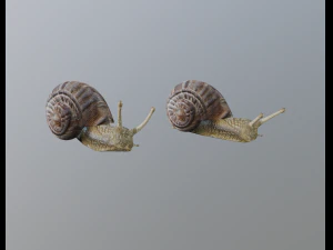 snail 3D Model