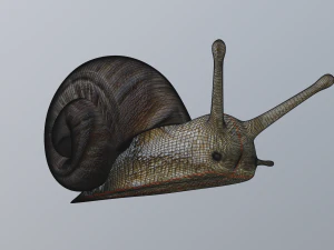 snail 3D Model