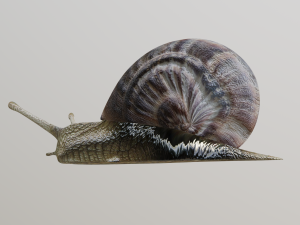 snail Modelo 3D