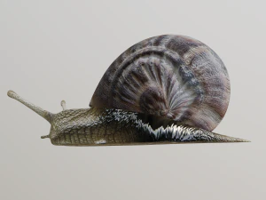 snail 3D Model