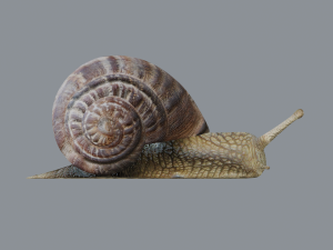 snail Modelo 3D