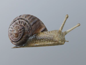 snail 3D Model