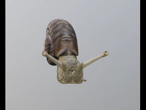 snail 3D Model
