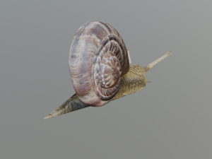 snail Modelo 3D