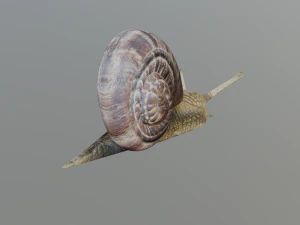 snail 3D Model