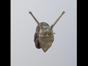 snail Modelo 3D