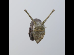 snail 3D Model