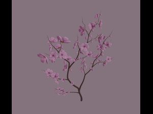 cherry blossom 3D Model