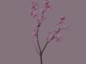 cherry blossom 3D Model