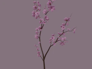 cherry blossom 3D Model