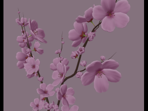 cherry blossom 3D Model