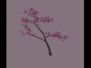 cherry blossom 3D Model