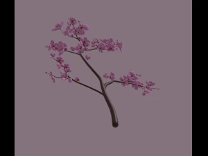 cherry blossom 3D Model