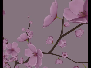 cherry blossom 3D Model