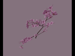 cherry blossom 3D Model