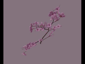 cherry blossom 3D Model