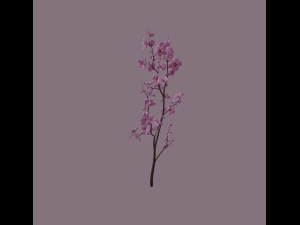 cherry blossom 3D Model