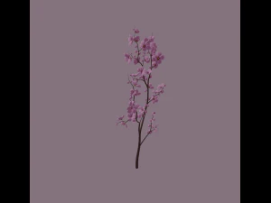 cherry blossom 3D Model