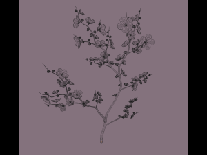 cherry blossom 3D Model