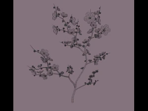 cherry blossom 3D Model