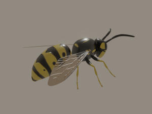 wasp 3D Model