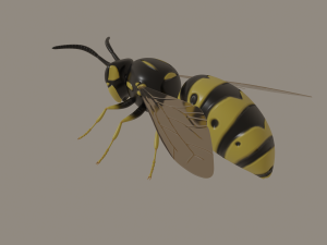 wasp 3D Model