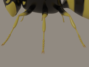 wasp 3D Model
