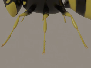 wasp 3D Model