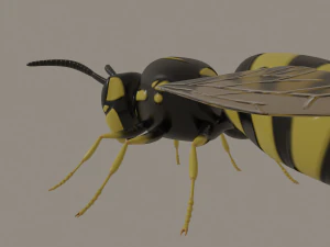 wasp 3D Model