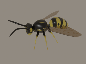 wasp 3D Model