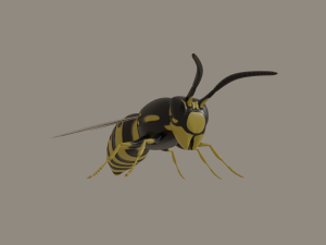 wasp 3D Model