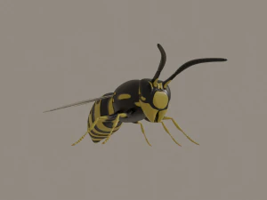 wasp 3D Model