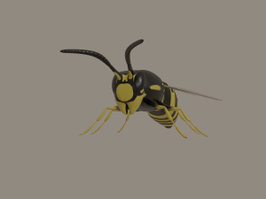 wasp 3D Model
