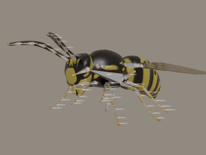 wasp 3D Model