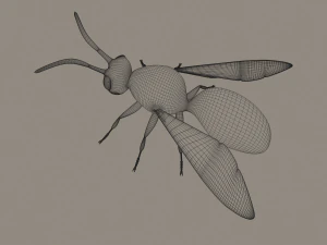 wasp 3D Model
