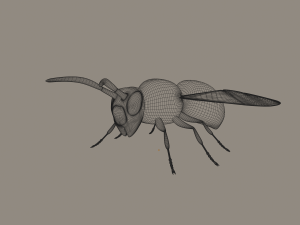 wasp 3D Model