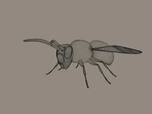 wasp 3D Model