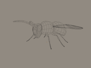 wasp 3D Model