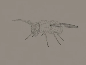 wasp 3D Model