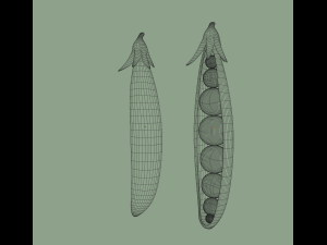 pea Modèle 3D