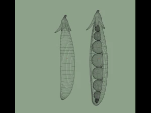 pea 3D Model