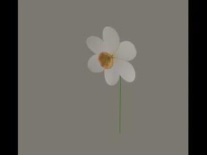 fiore di narciso Modello 3D