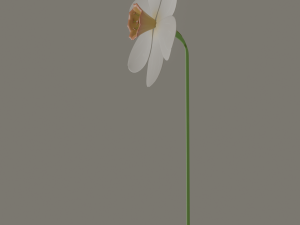 narcissus flower Modelo 3D