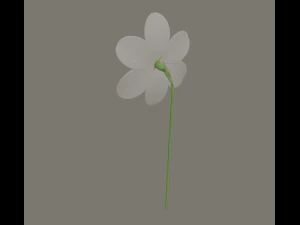 fiore di narciso Modello 3D