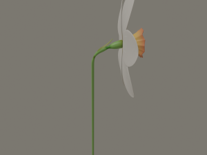 narcissus flower Modelo 3D