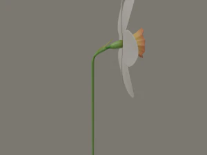fiore di narciso Modello 3D