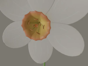 fiore di narciso Modello 3D