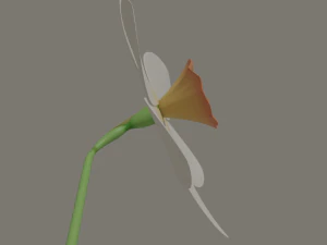 fiore di narciso Modello 3D